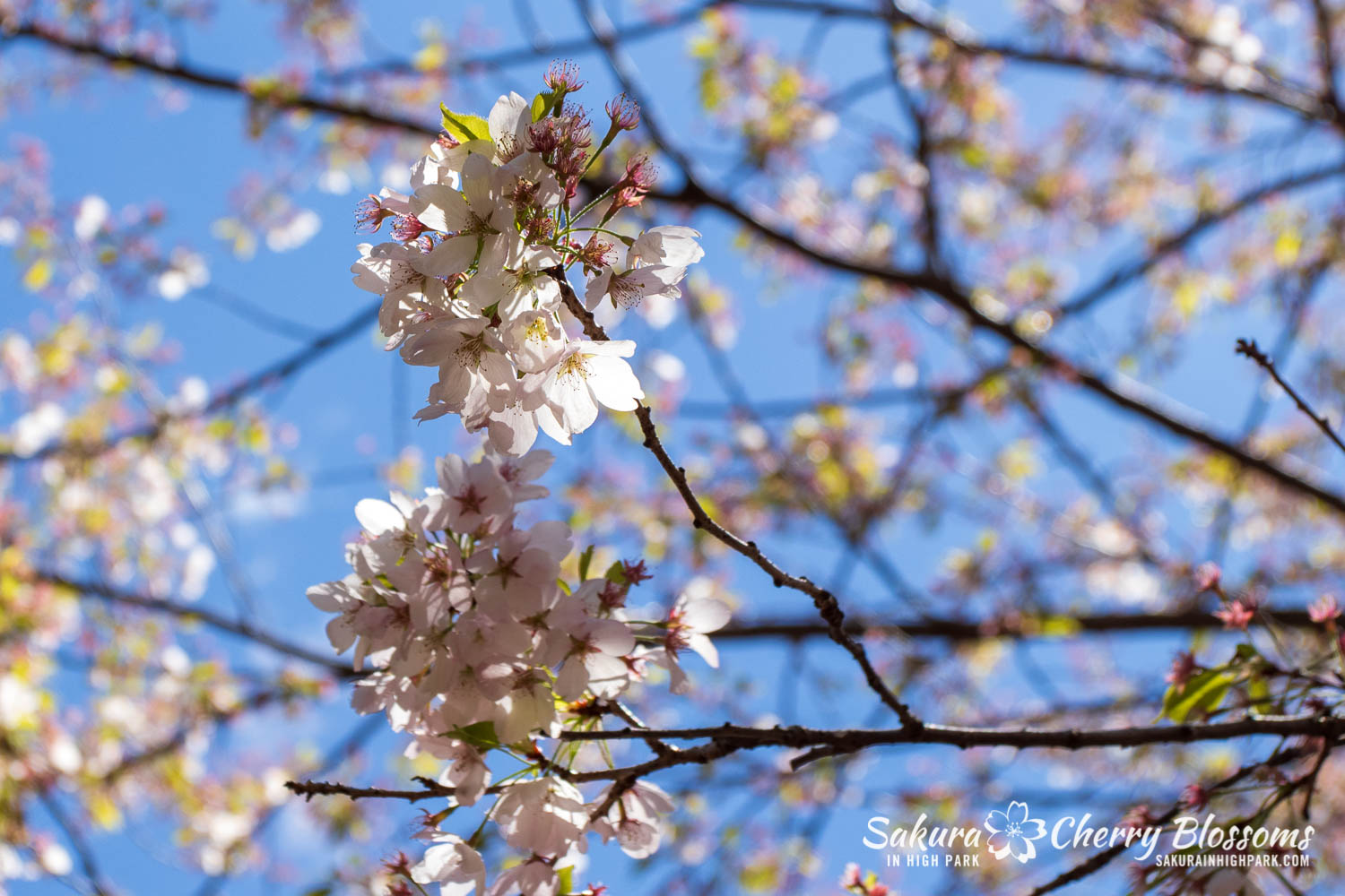 sakura watch may 21-2019-44.jpg