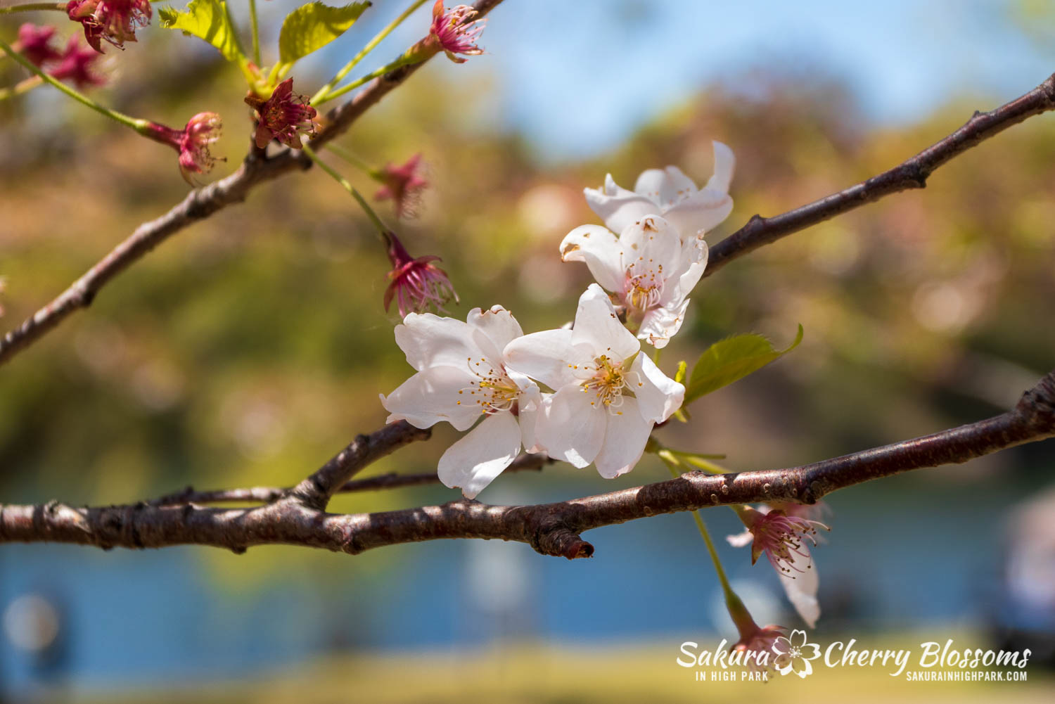 sakura watch may 21-2019-47.jpg
