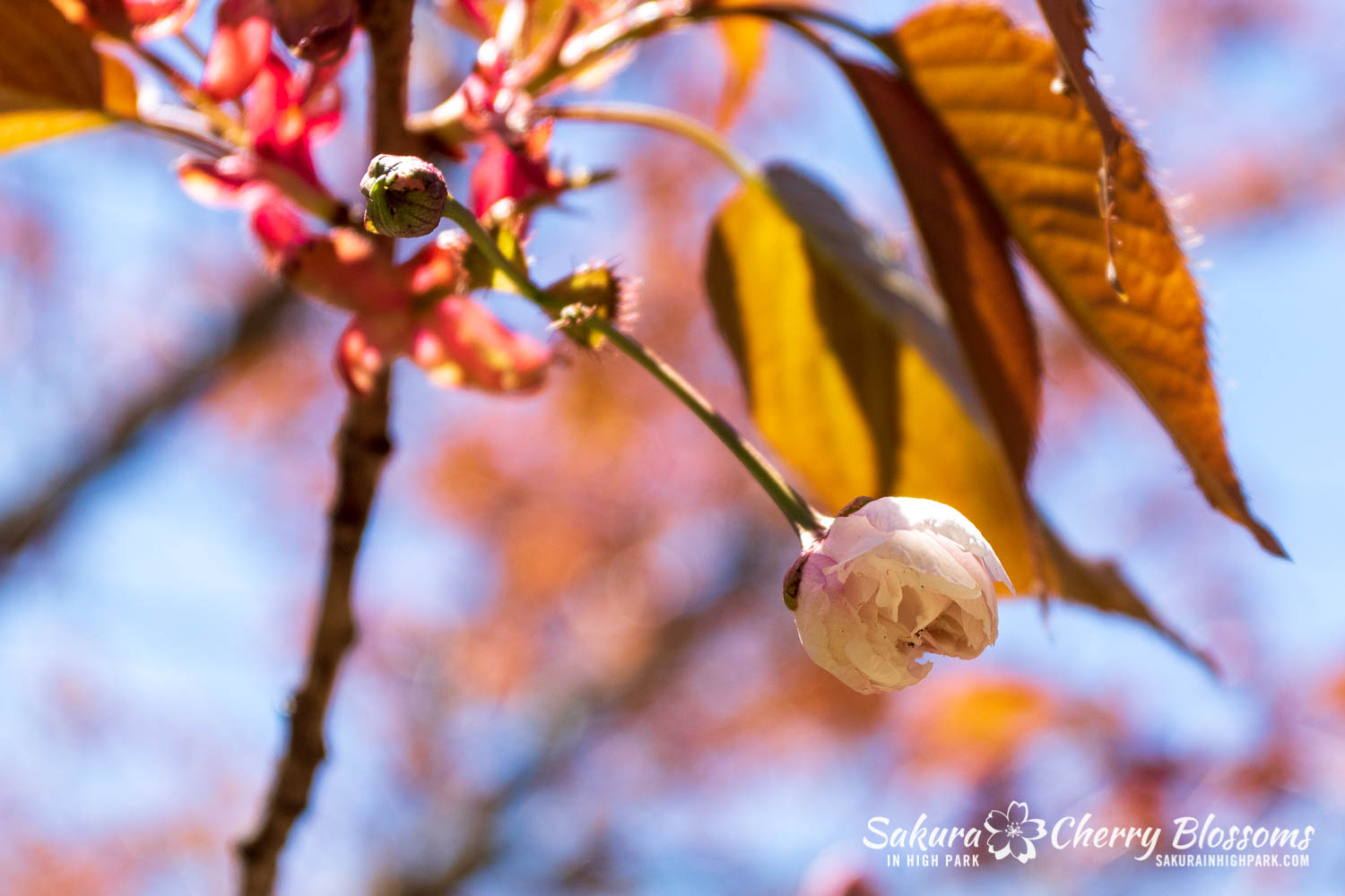 sakura watch may 21-2019-35.jpg