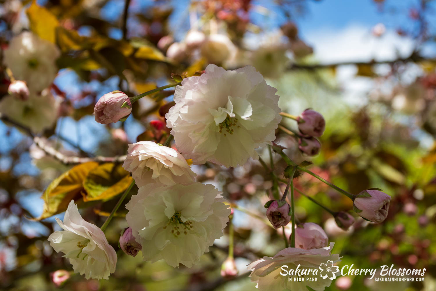 sakura watch may 24-2019-36.jpg