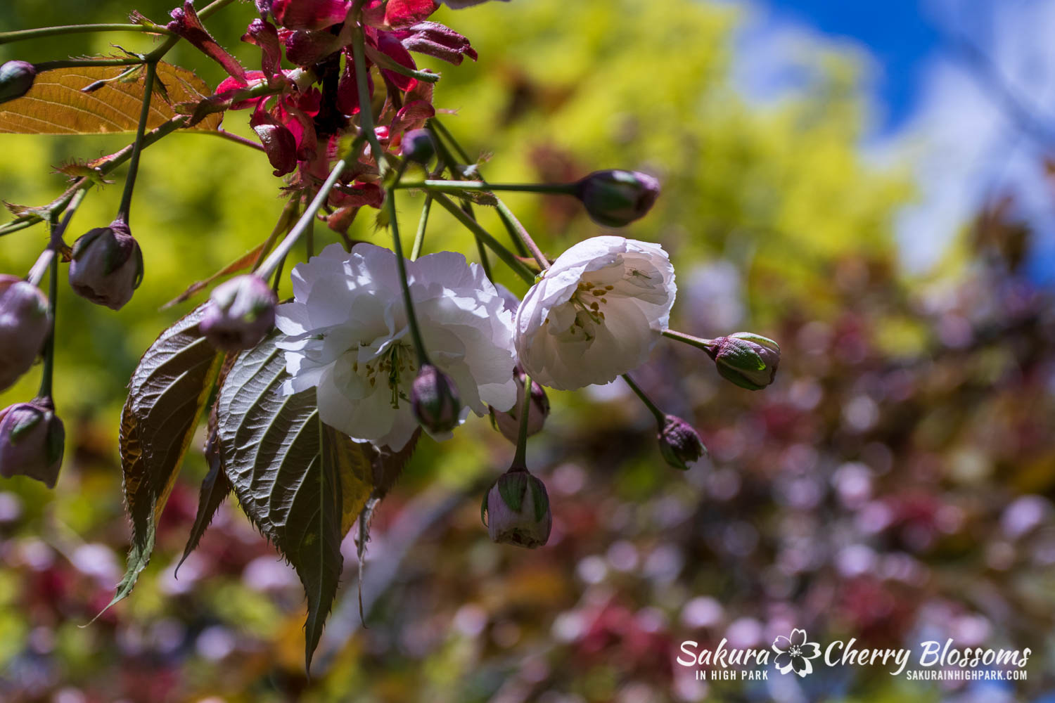 sakura watch may 24-2019-30.jpg