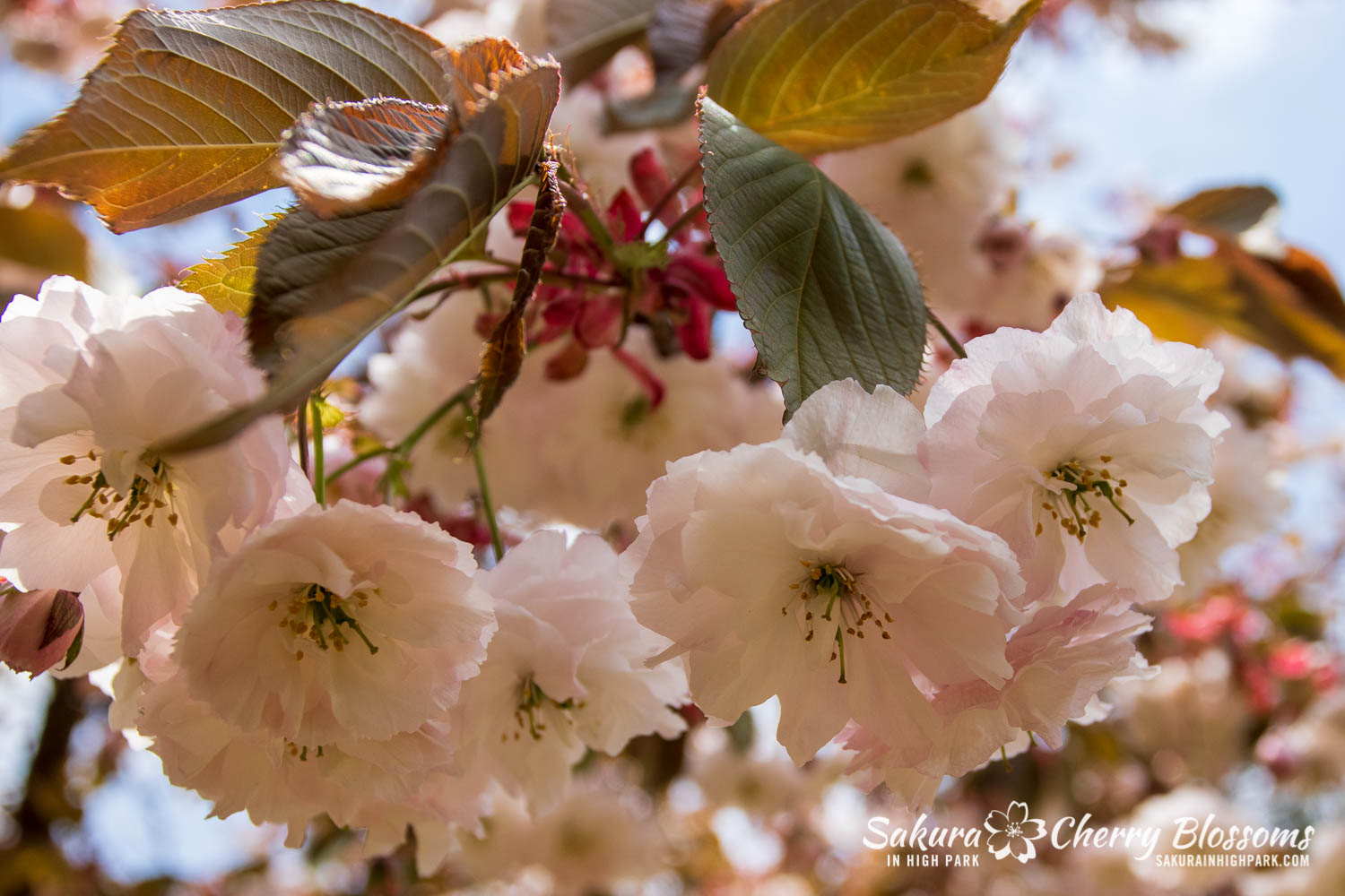 sakura watch may 24-2019-6.jpg