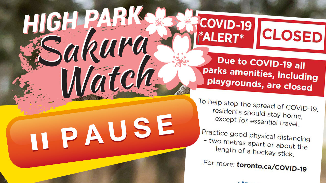 sakura-watch-march-25-2020-pause.jpg