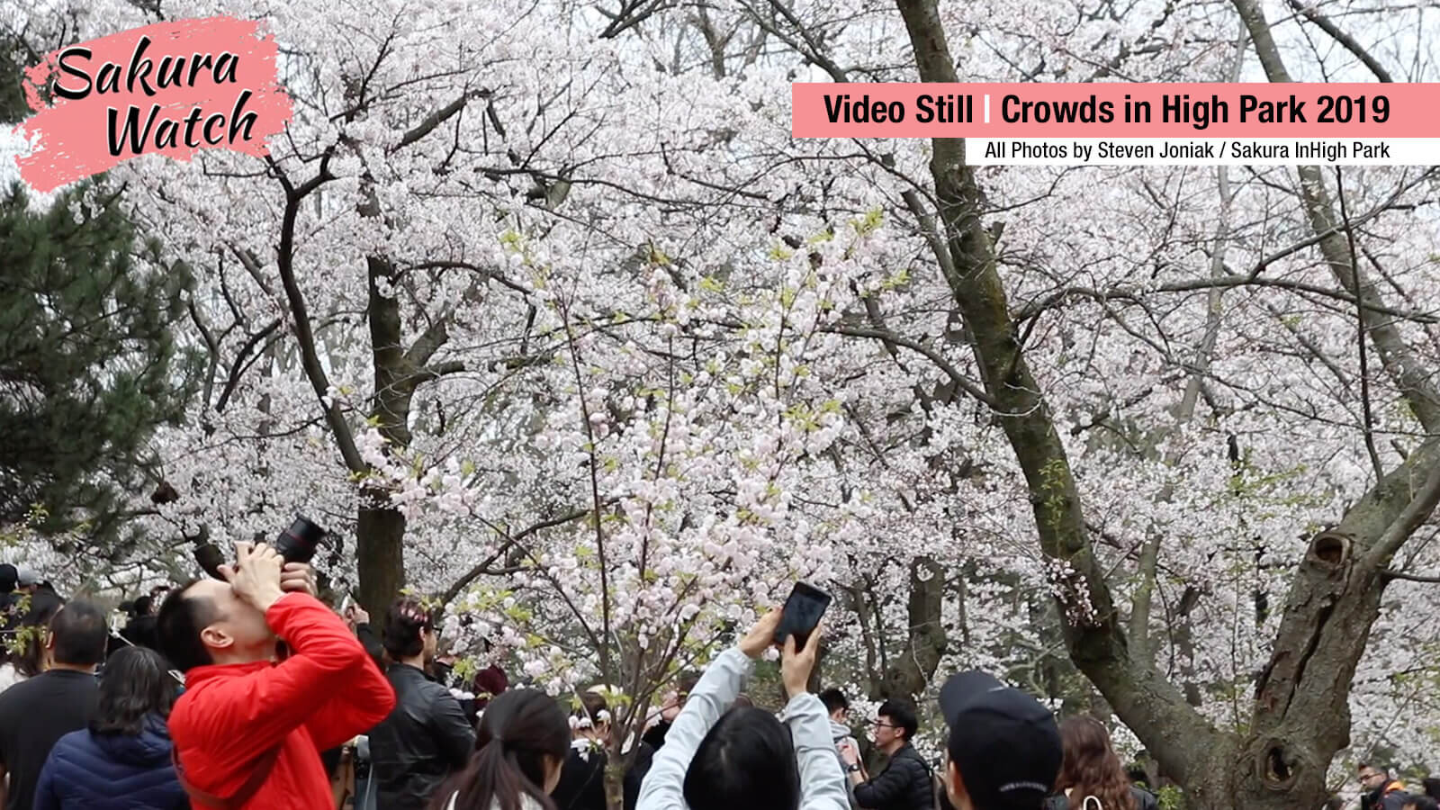 Sakura-Watch---crowds-taking-photos-in-2019.jpg