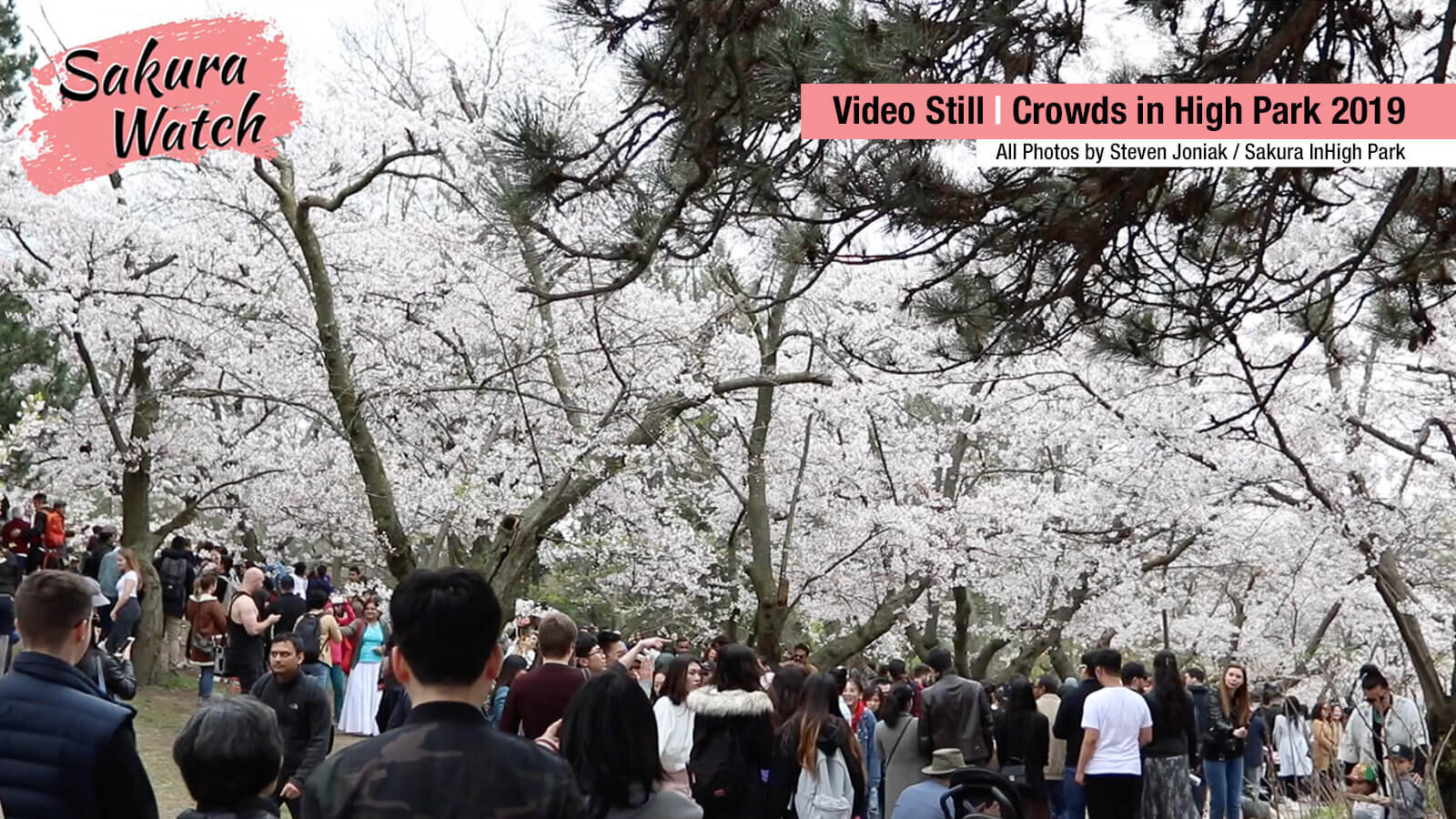Sakura Watch - crowds down Cherry Hill in 2019.jpg
