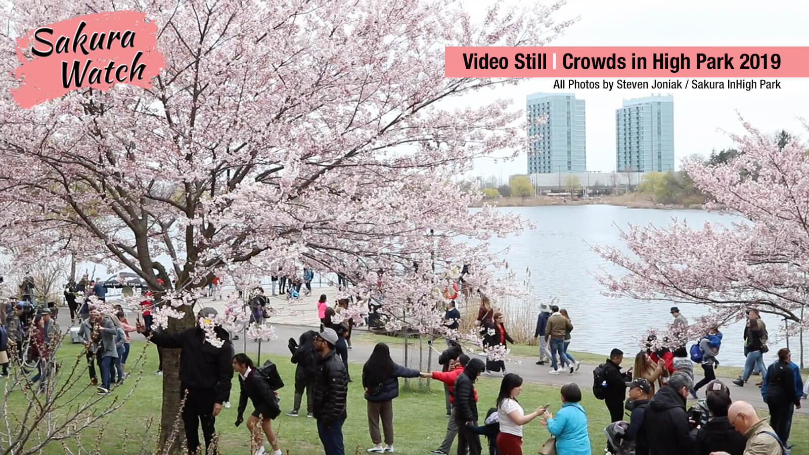 Sakura-Watch---crowds-by-dock-in-2019.jpg