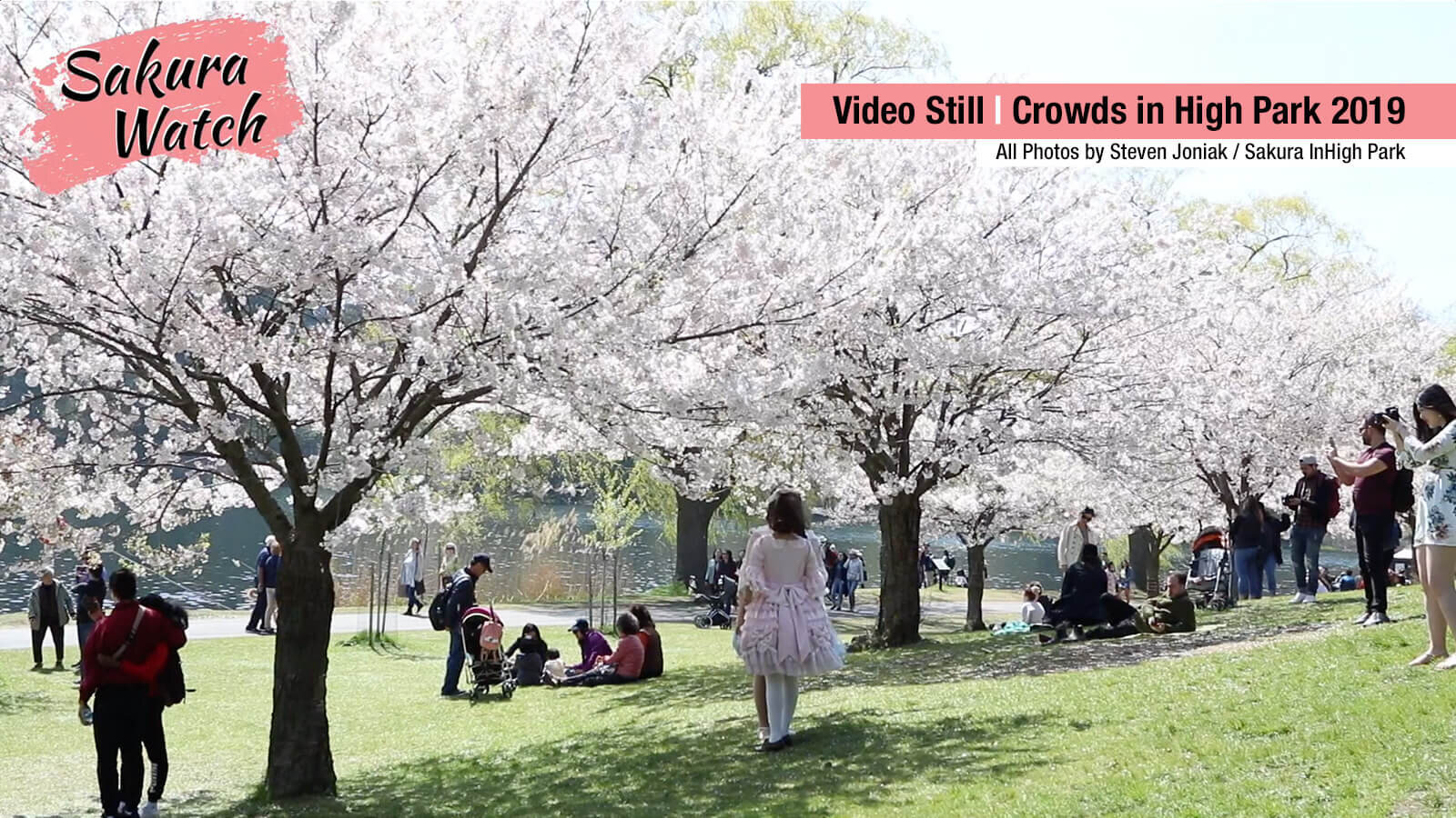 Sakura-Watch---crowds-by-Grenadier-Pond-in-2019.jpg