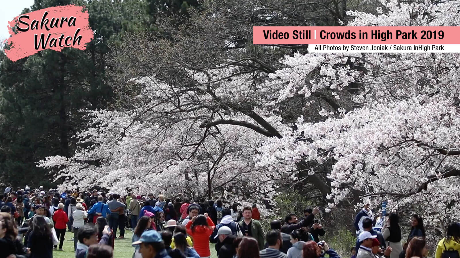Sakura-Watch---crowds-by-sports-fields-in-2019.jpg