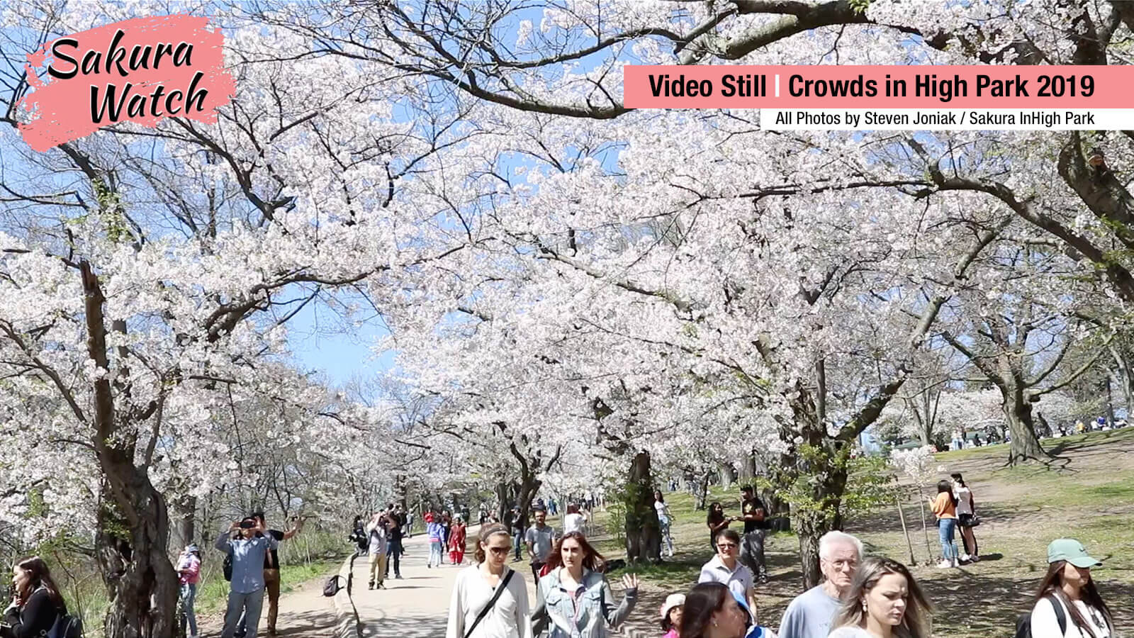 Sakura-Watch---crowds-looking-up-Cherry-Hill-in-2019.jpg