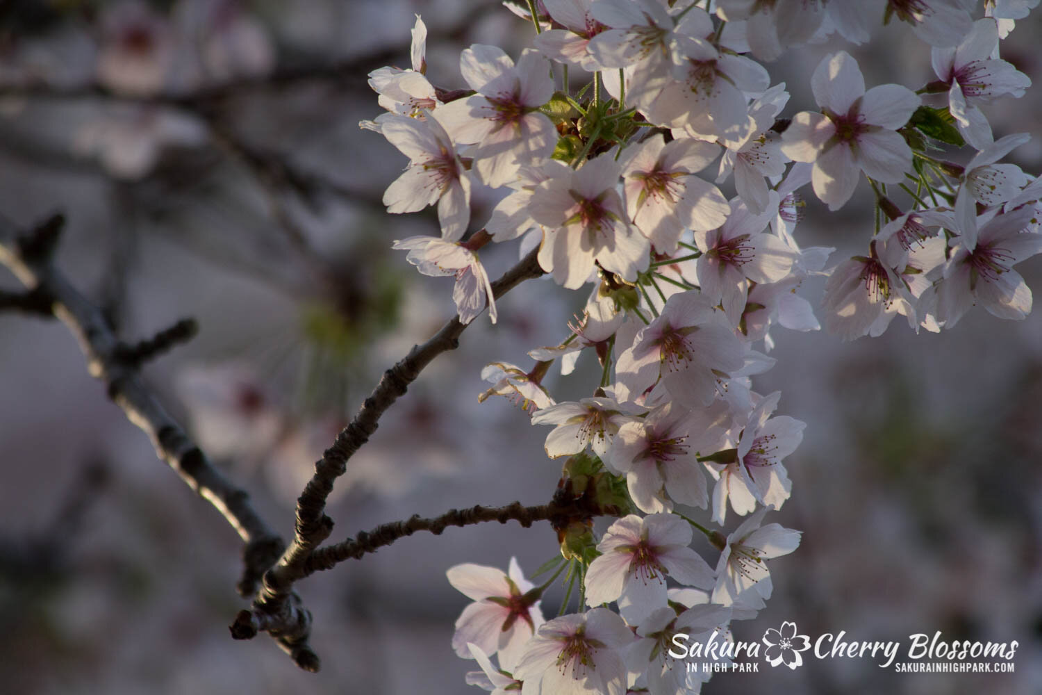  Sakura // Cherry Blossoms in High Park - April 19, 2012 - www.SakurainHighPark.com  Sakura // Cherry Blossoms in High Park - April 14, 2012 - www.SakurainHighPark.com 