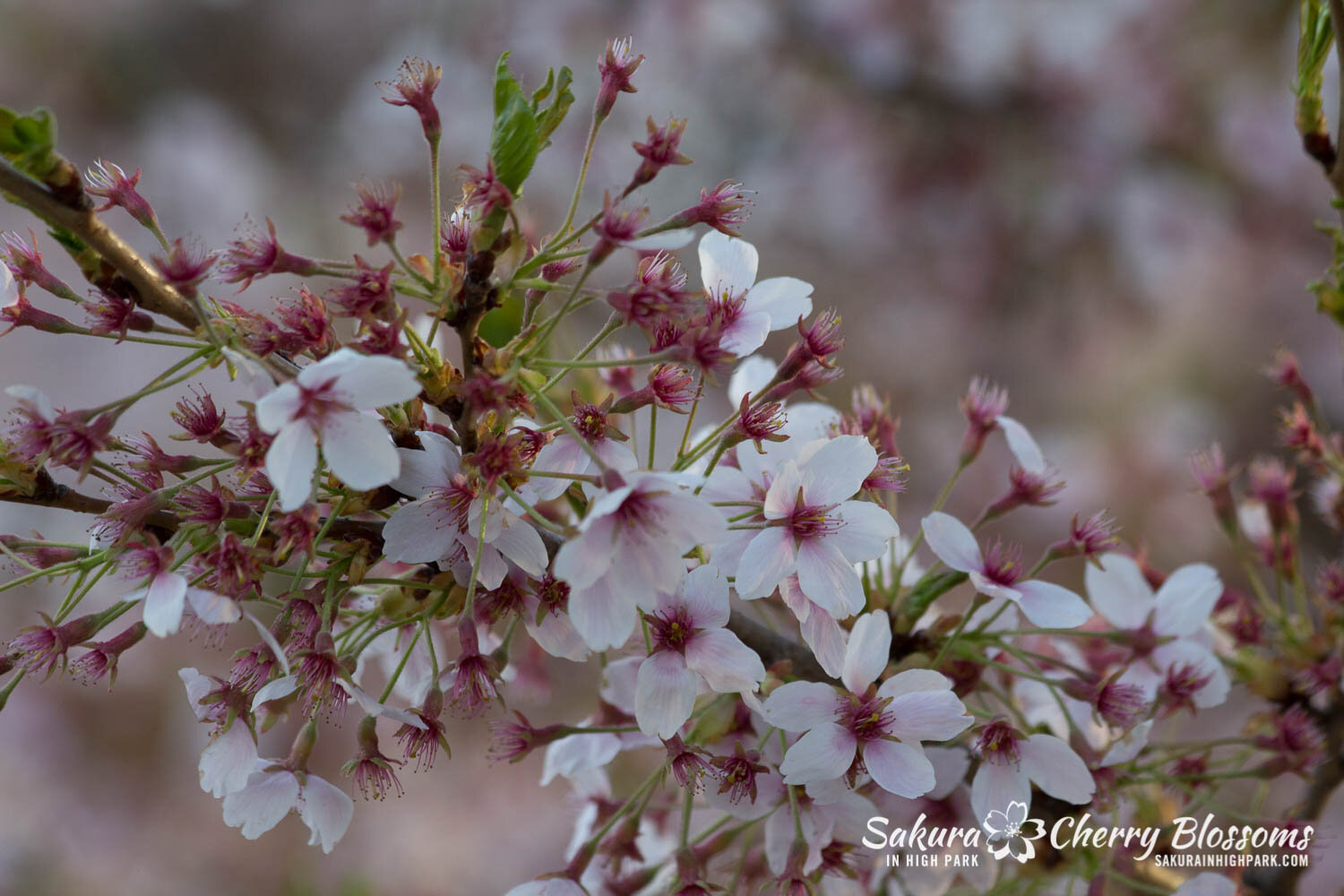  Sakura // Cherry Blossoms in High Park - April 19, 2012 - www.SakurainHighPark.com  Sakura // Cherry Blossoms in High Park - April 14, 2012 - www.SakurainHighPark.com 