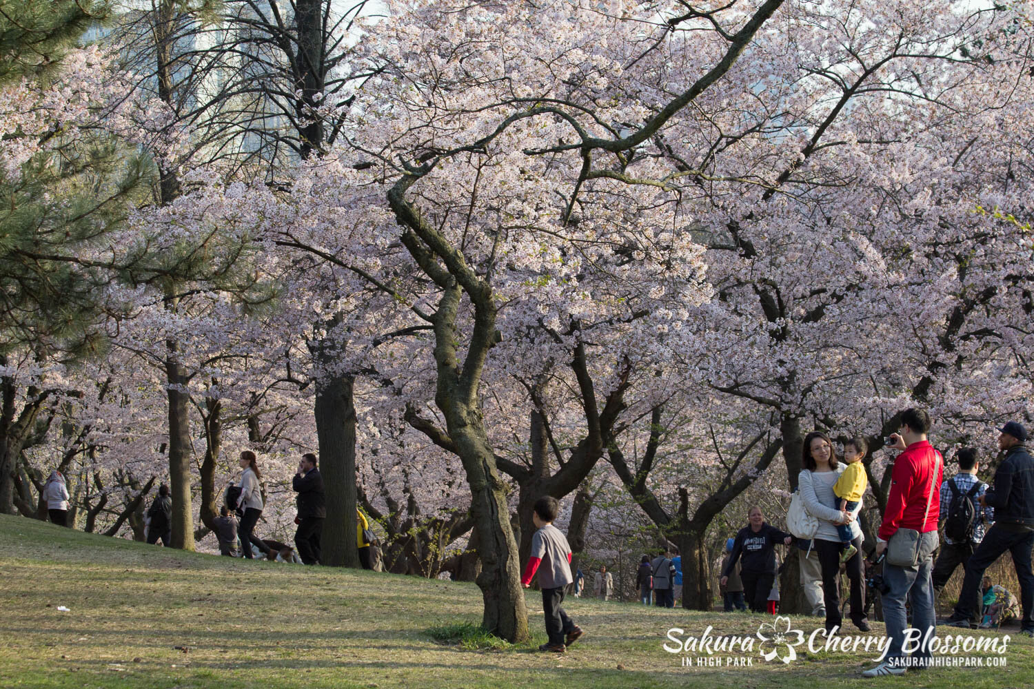  Sakura // Cherry Blossoms in High Park - April 19, 2012 - www.SakurainHighPark.com  Sakura // Cherry Blossoms in High Park - April 14, 2012 - www.SakurainHighPark.com 