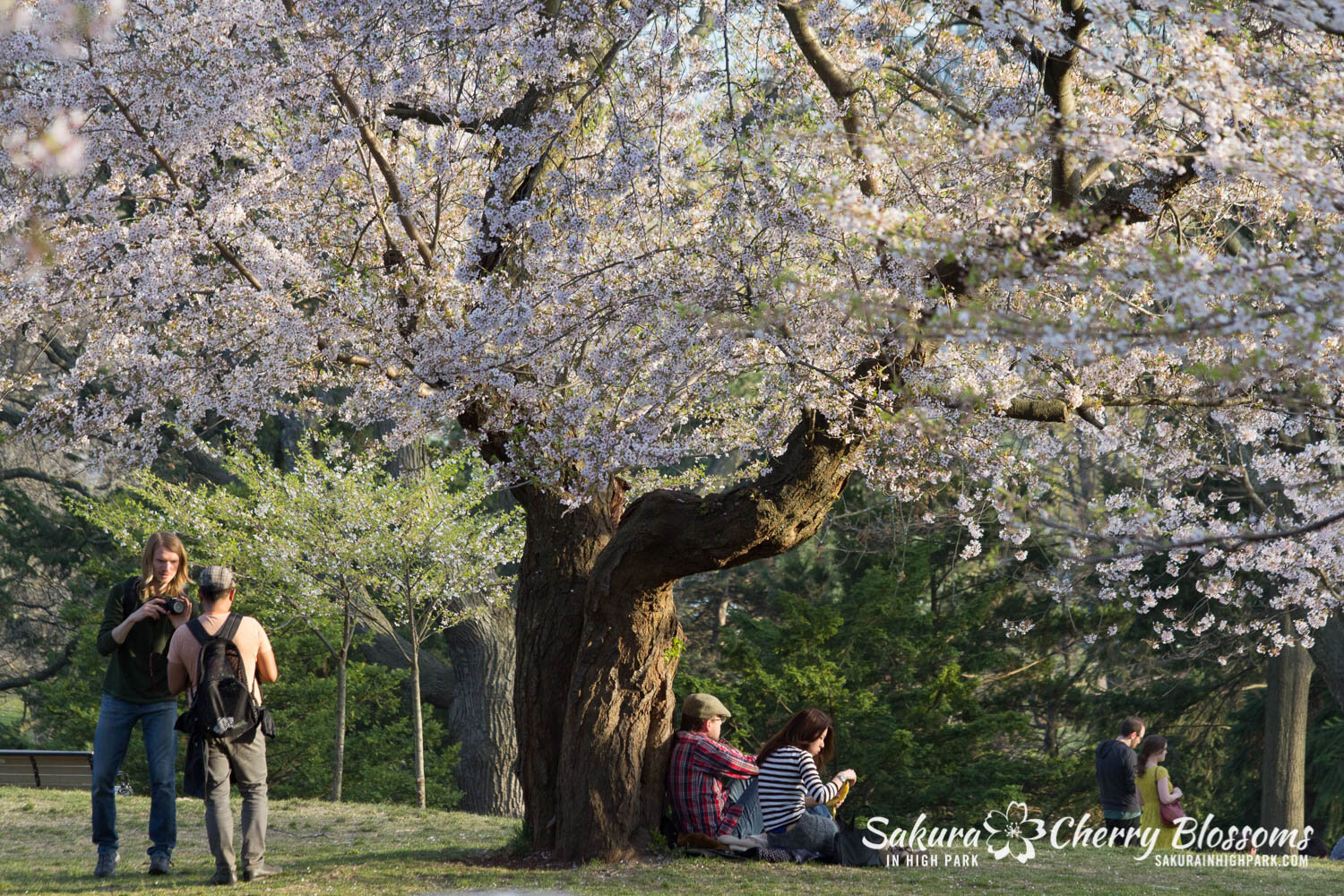  Sakura // Cherry Blossoms in High Park - April 19, 2012 - www.SakurainHighPark.com  Sakura // Cherry Blossoms in High Park - April 14, 2012 - www.SakurainHighPark.com 