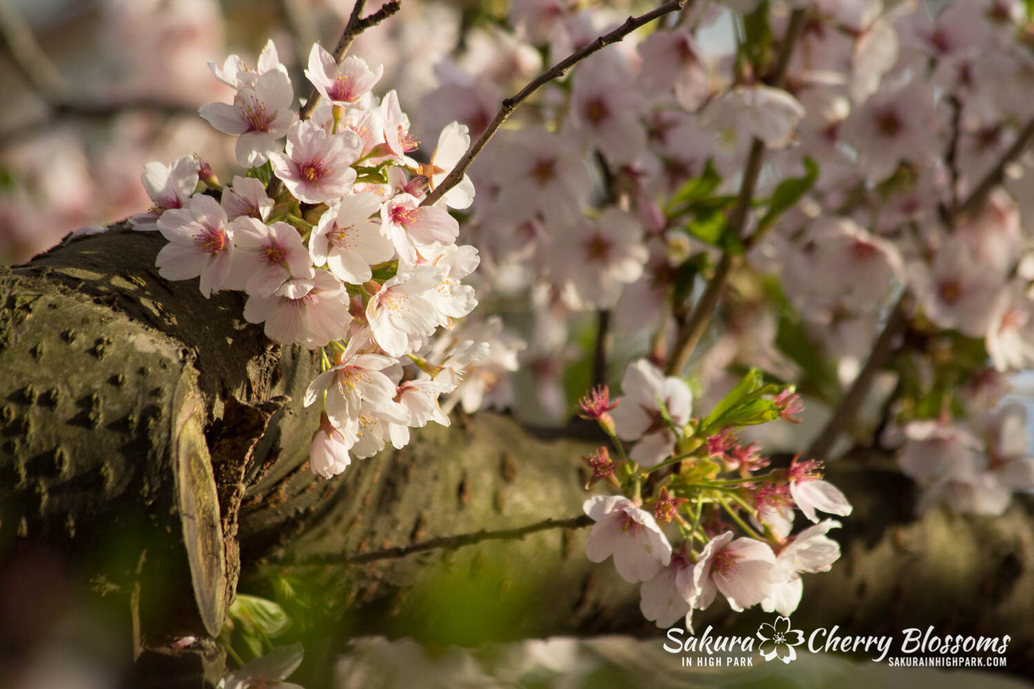  Sakura // Cherry Blossoms in High Park - April 19, 2012 - www.SakurainHighPark.com  Sakura // Cherry Blossoms in High Park - April 14, 2012 - www.SakurainHighPark.com 