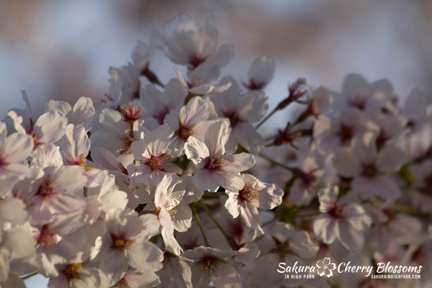  Sakura // Cherry Blossoms in High Park - April 19, 2012 - www.SakurainHighPark.com  Sakura // Cherry Blossoms in High Park - April 14, 2012 - www.SakurainHighPark.com 