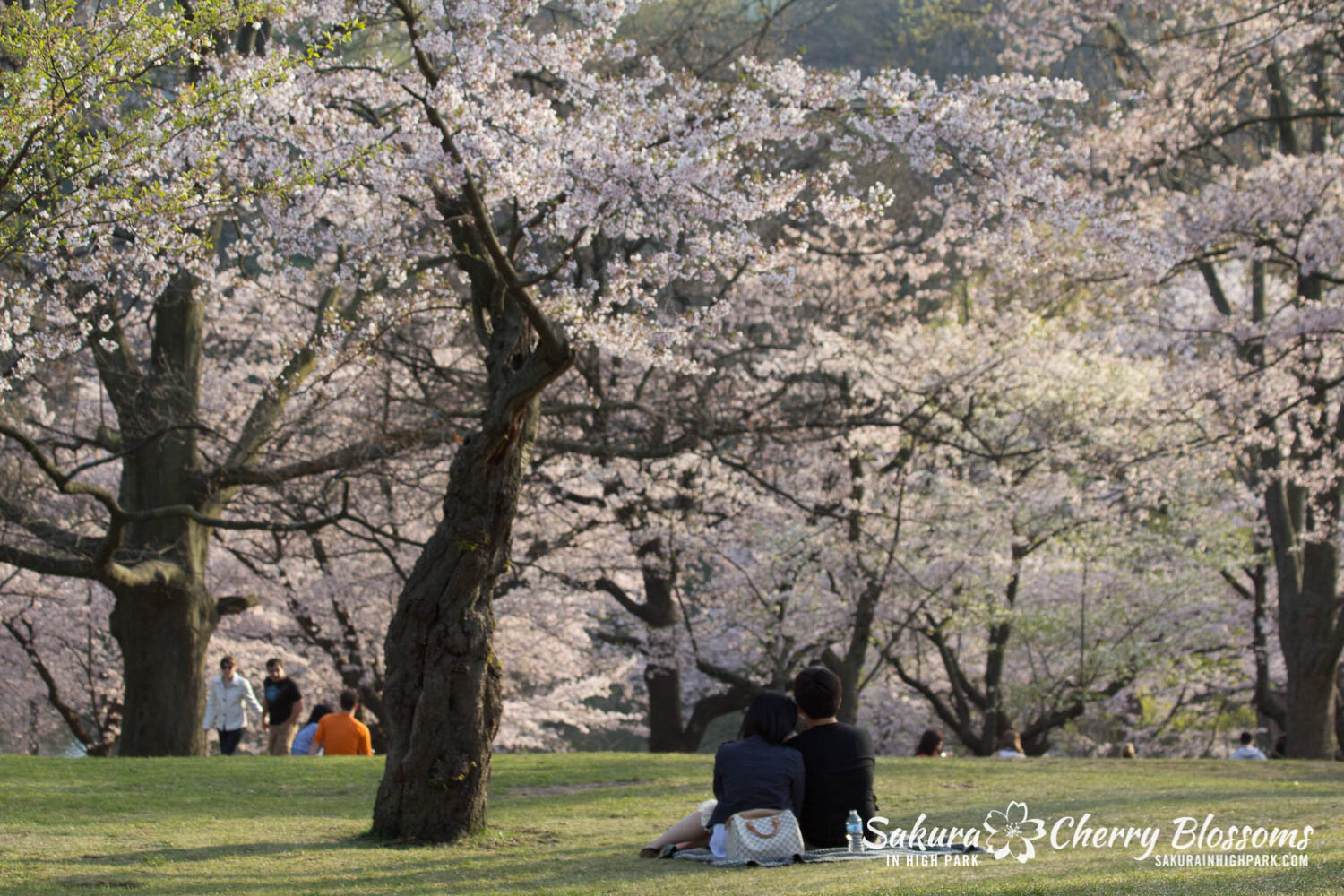  Sakura // Cherry Blossoms in High Park - April 19, 2012 - www.SakurainHighPark.com  Sakura // Cherry Blossoms in High Park - April 14, 2012 - www.SakurainHighPark.com 