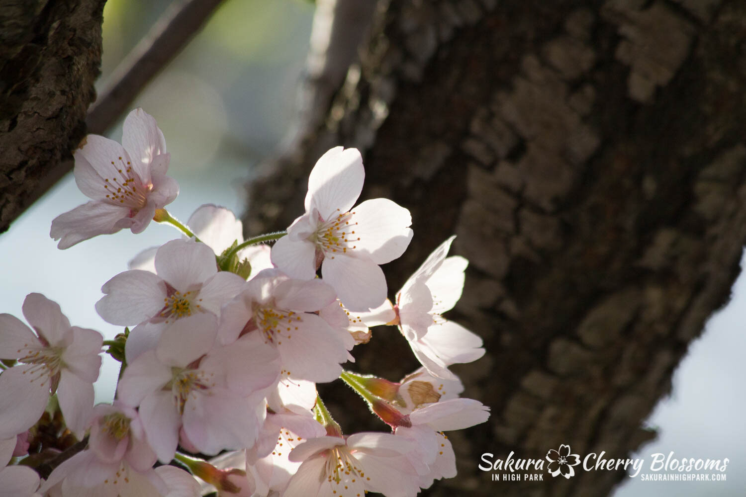  Sakura // Cherry Blossoms in High Park - April 17, 2012 - www.SakurainHighPark.com 