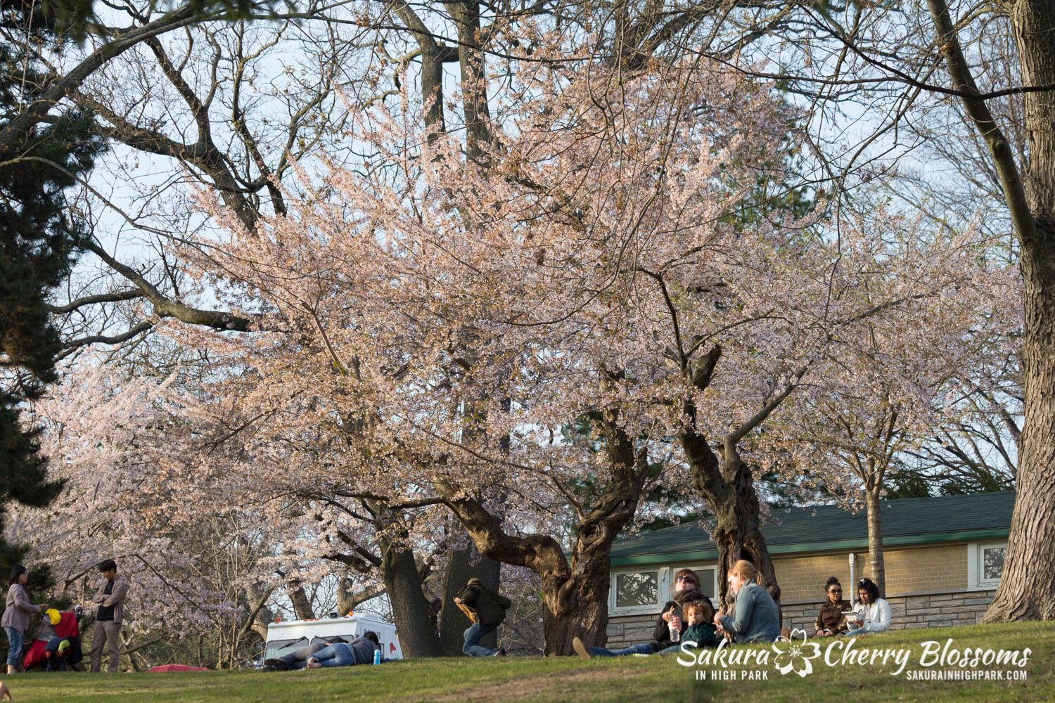  Sakura // Cherry Blossoms in High Park - April 19, 2012 - www.SakurainHighPark.com  Sakura // Cherry Blossoms in High Park - April 14, 2012 - www.SakurainHighPark.com 