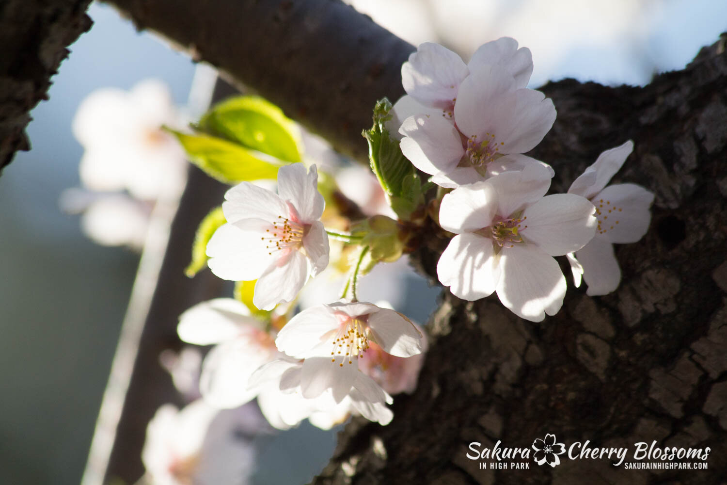  Sakura // Cherry Blossoms in High Park - April 17, 2012 - www.SakurainHighPark.com 