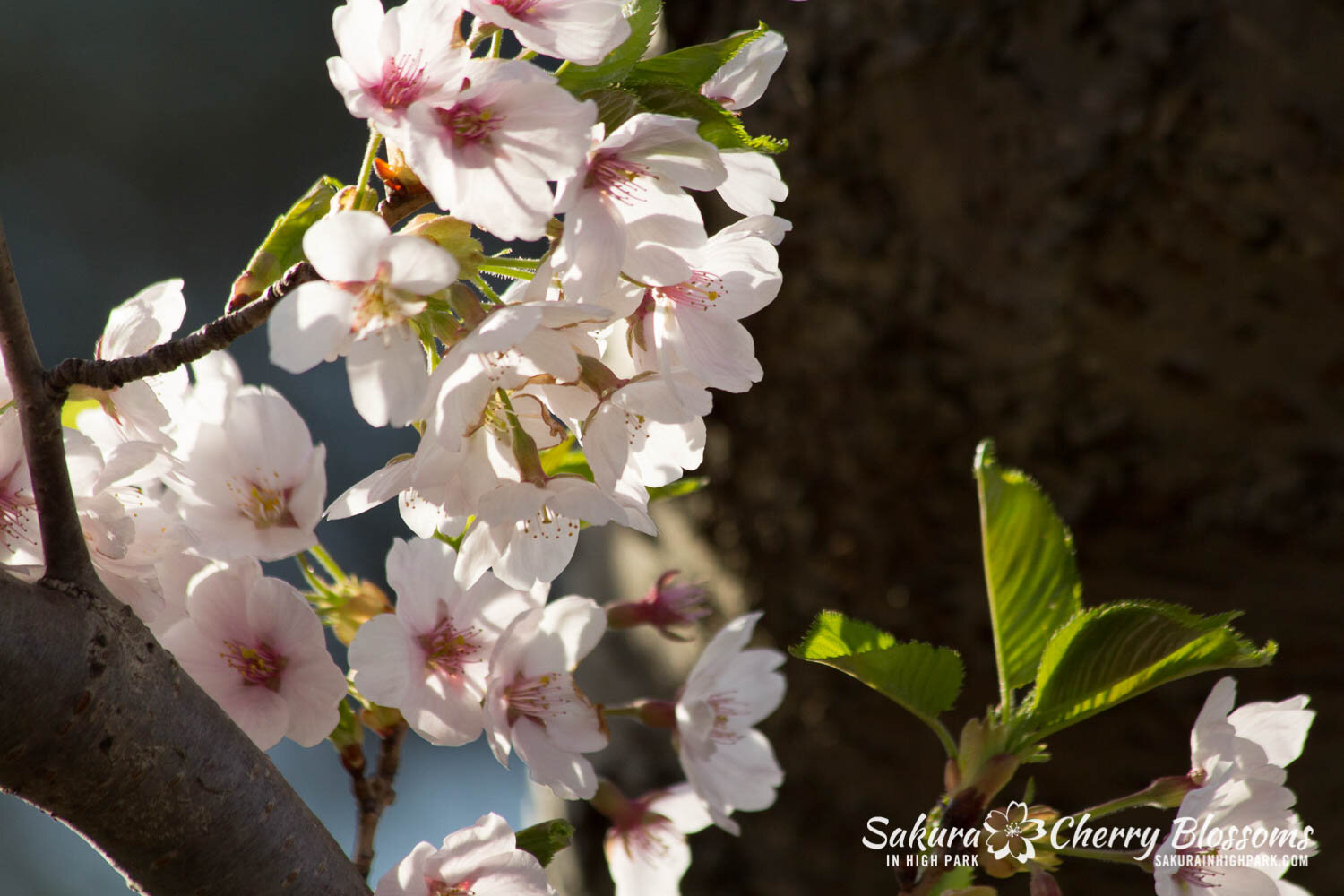  Sakura // Cherry Blossoms in High Park - April 17, 2012 - www.SakurainHighPark.com 