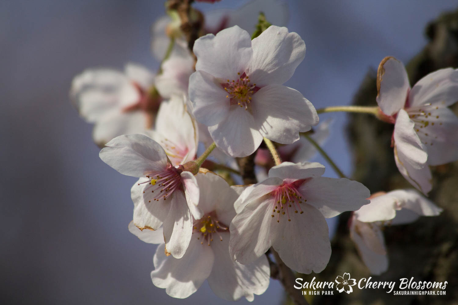  Sakura // Cherry Blossoms in High Park - April 17, 2012 - www.SakurainHighPark.com 