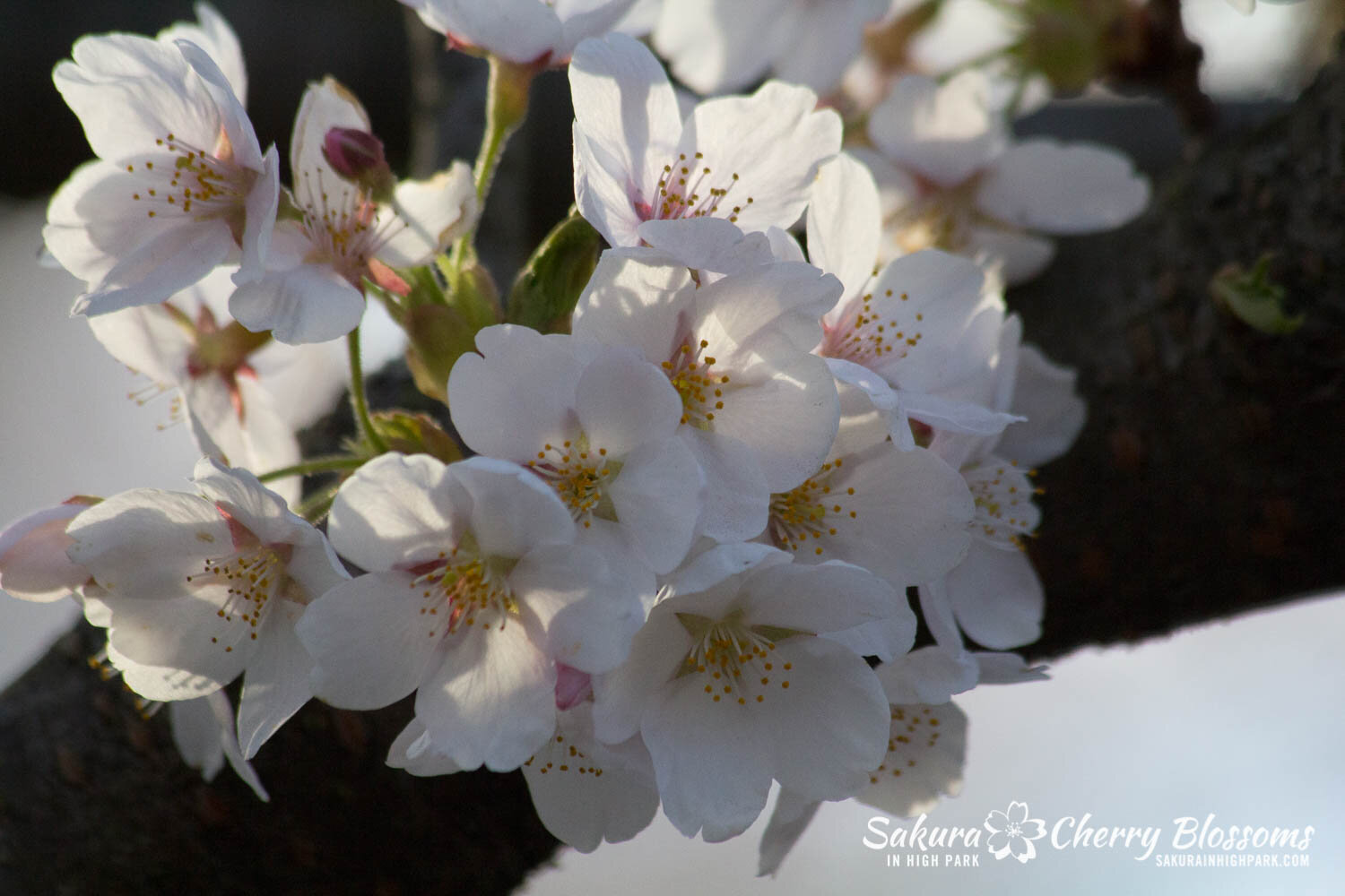  Sakura // Cherry Blossoms in High Park - April 17, 2012 - www.SakurainHighPark.com 