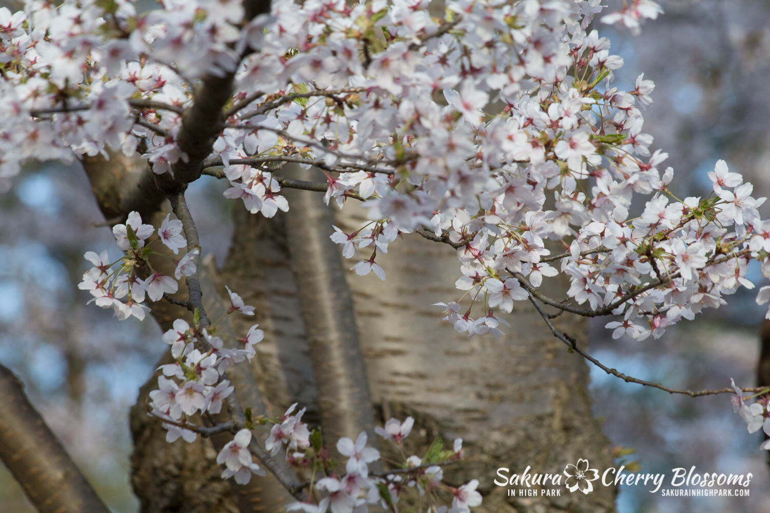  Sakura // Cherry Blossoms in High Park - April 17, 2012 - www.SakurainHighPark.com 