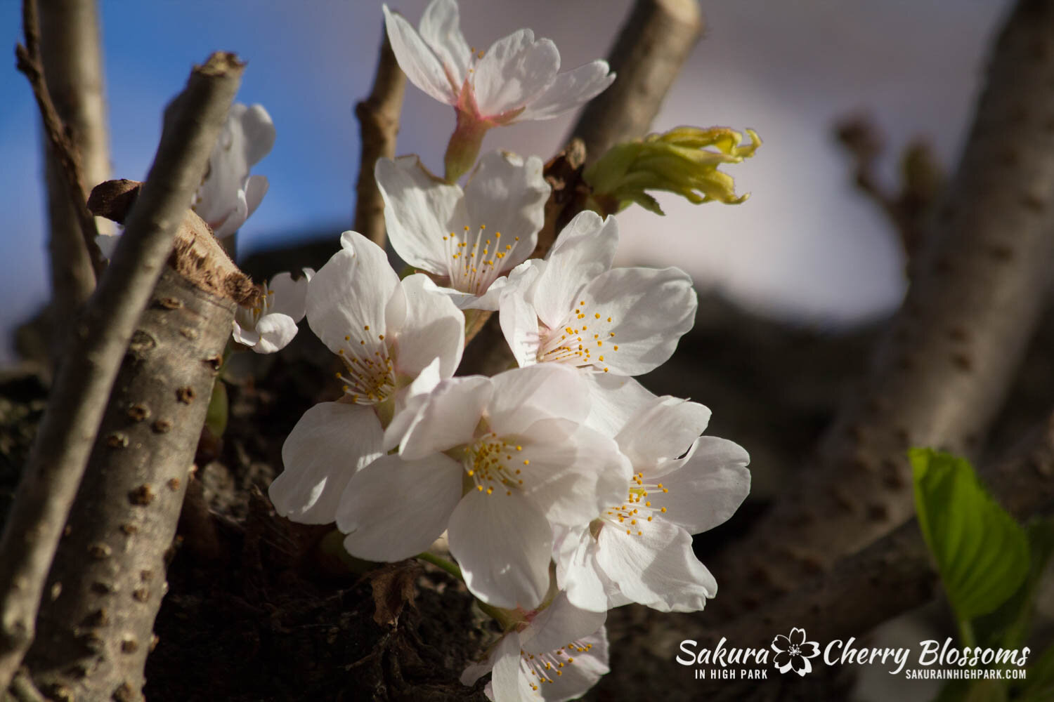  Sakura // Cherry Blossoms in High Park - April 17, 2012 - www.SakurainHighPark.com 