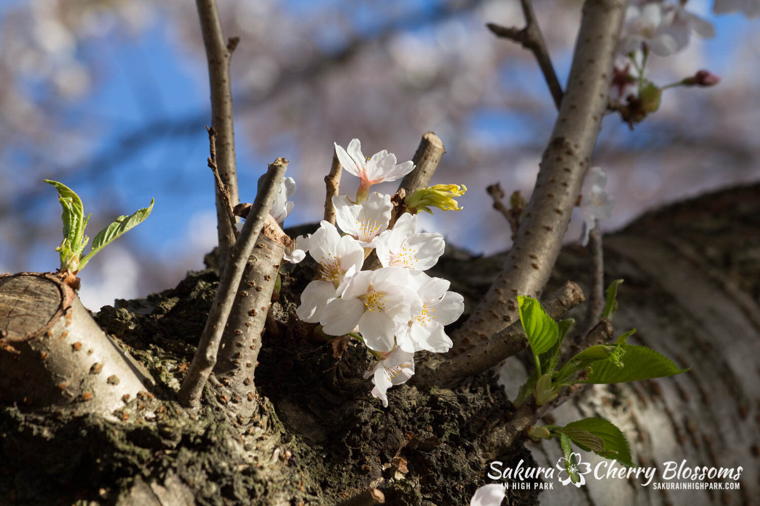  Sakura // Cherry Blossoms in High Park - April 17, 2012 - www.SakurainHighPark.com 