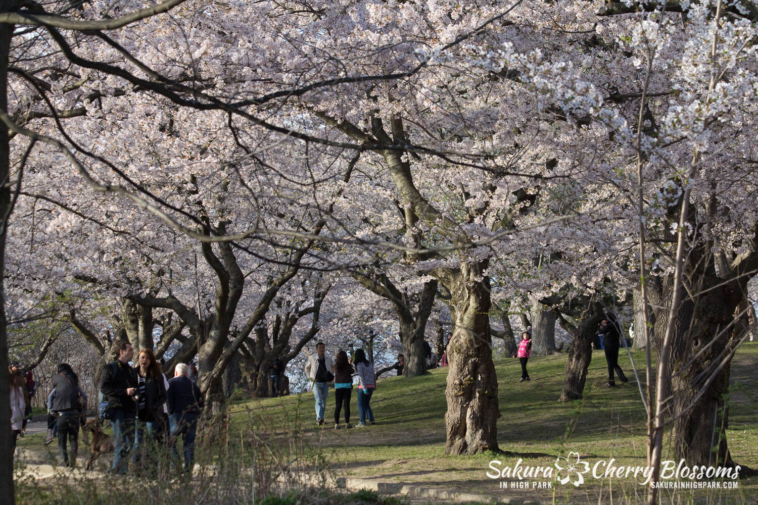  Sakura // Cherry Blossoms in High Park - April 17, 2012 - www.SakurainHighPark.com 