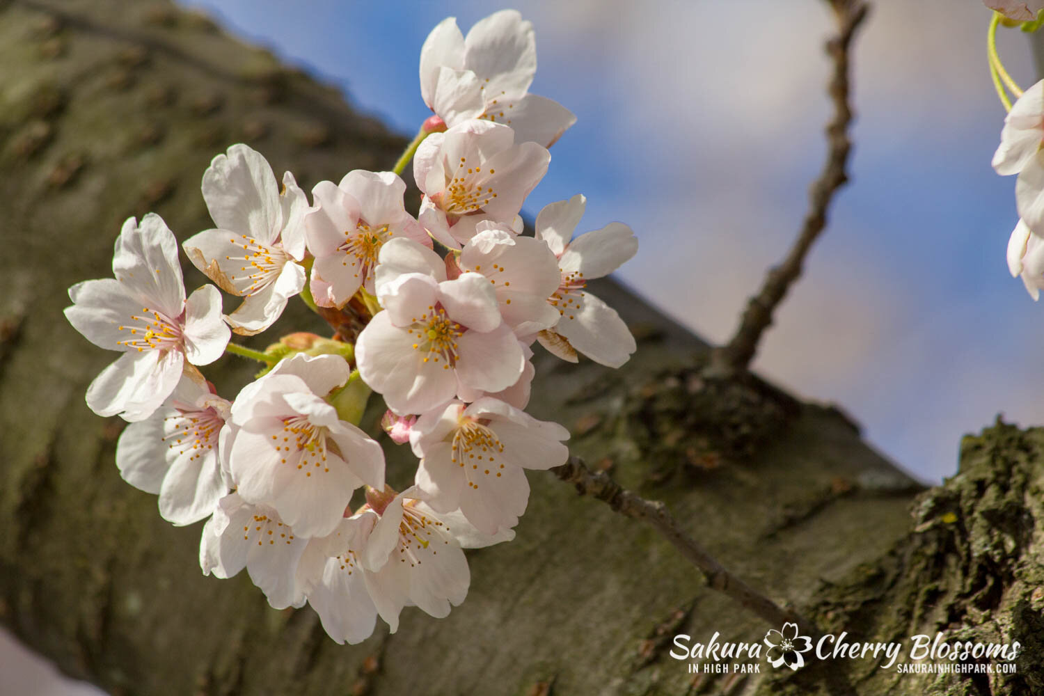  Sakura // Cherry Blossoms in High Park - April 17, 2012 - www.SakurainHighPark.com 