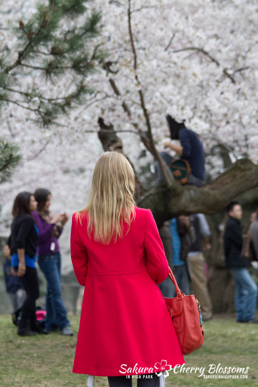  Sakura // Cherry Blossoms in High Park - April 15, 2012 - www.SakurainHighPark.com 