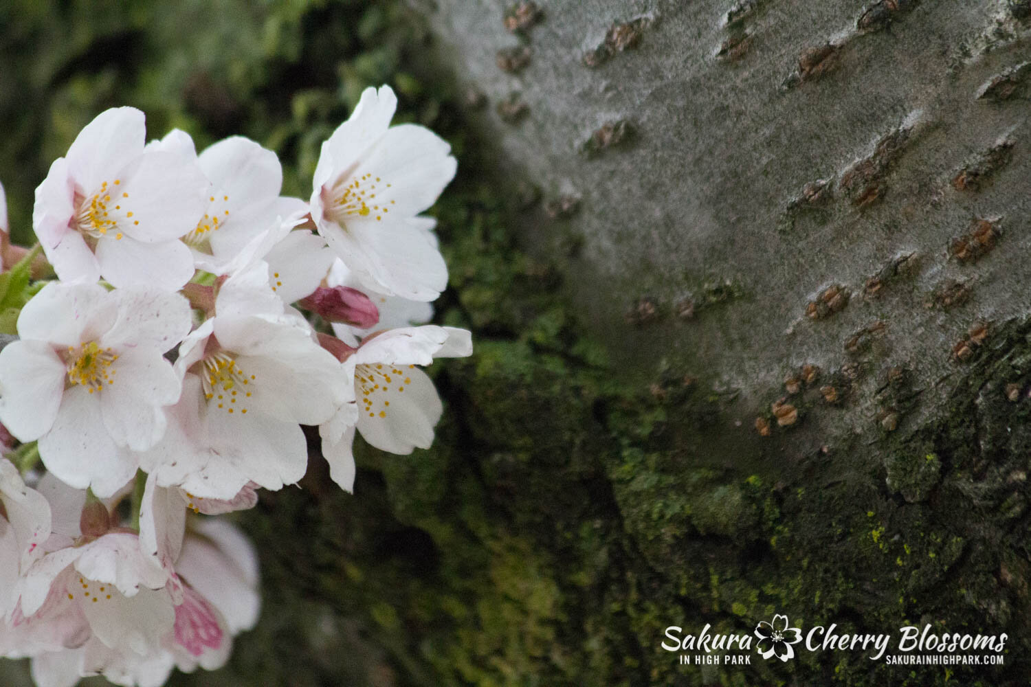  Sakura // Cherry Blossoms in High Park - April 15, 2012 - www.SakurainHighPark.com 