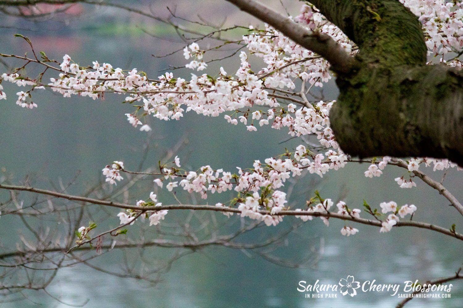  Sakura // Cherry Blossoms in High Park - April 15, 2012 - www.SakurainHighPark.com 