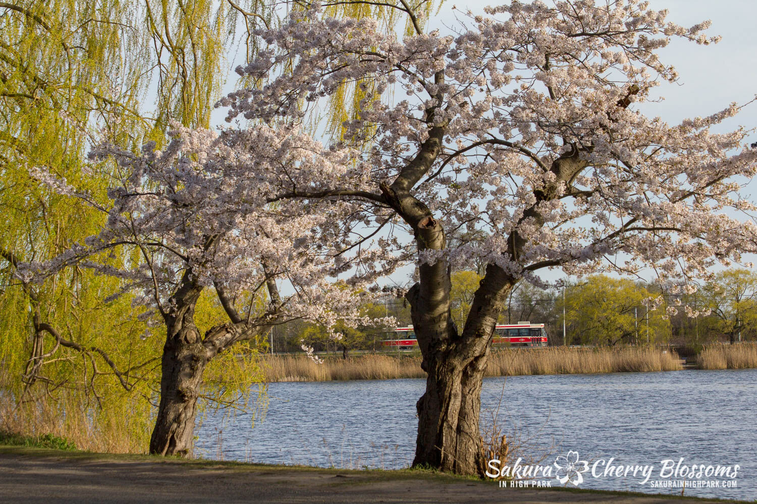  Sakura // Cherry Blossoms in High Park - April 17, 2012 - www.SakurainHighPark.com 