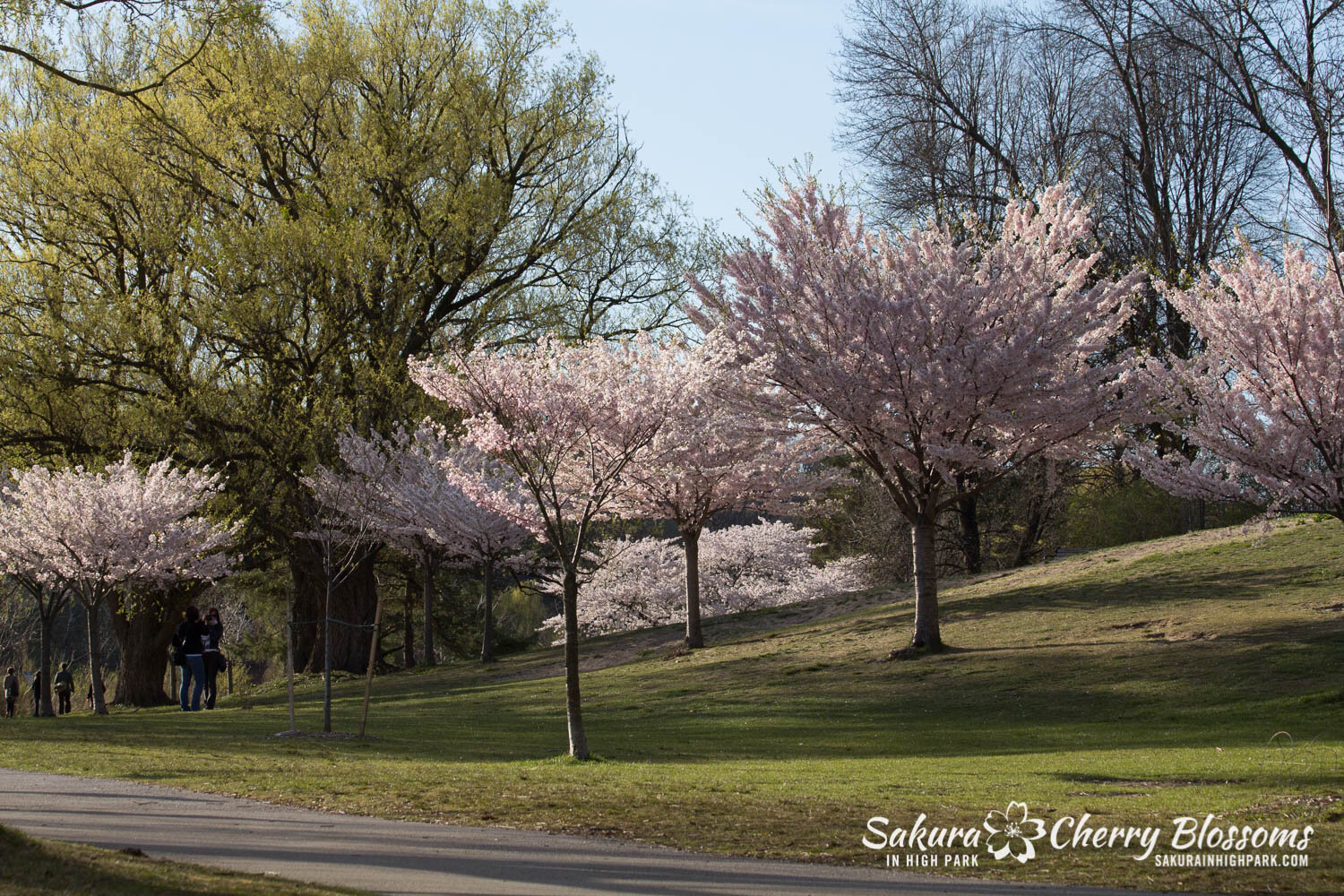  Sakura // Cherry Blossoms in High Park - April 17, 2012 - www.SakurainHighPark.com 