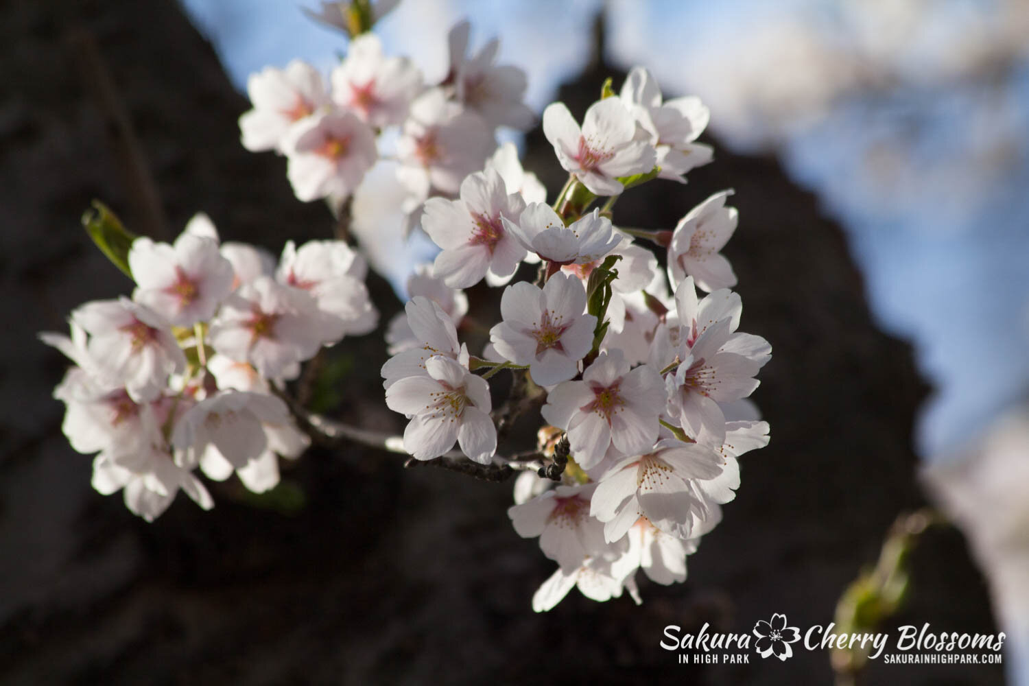  Sakura // Cherry Blossoms in High Park - April 17, 2012 - www.SakurainHighPark.com 