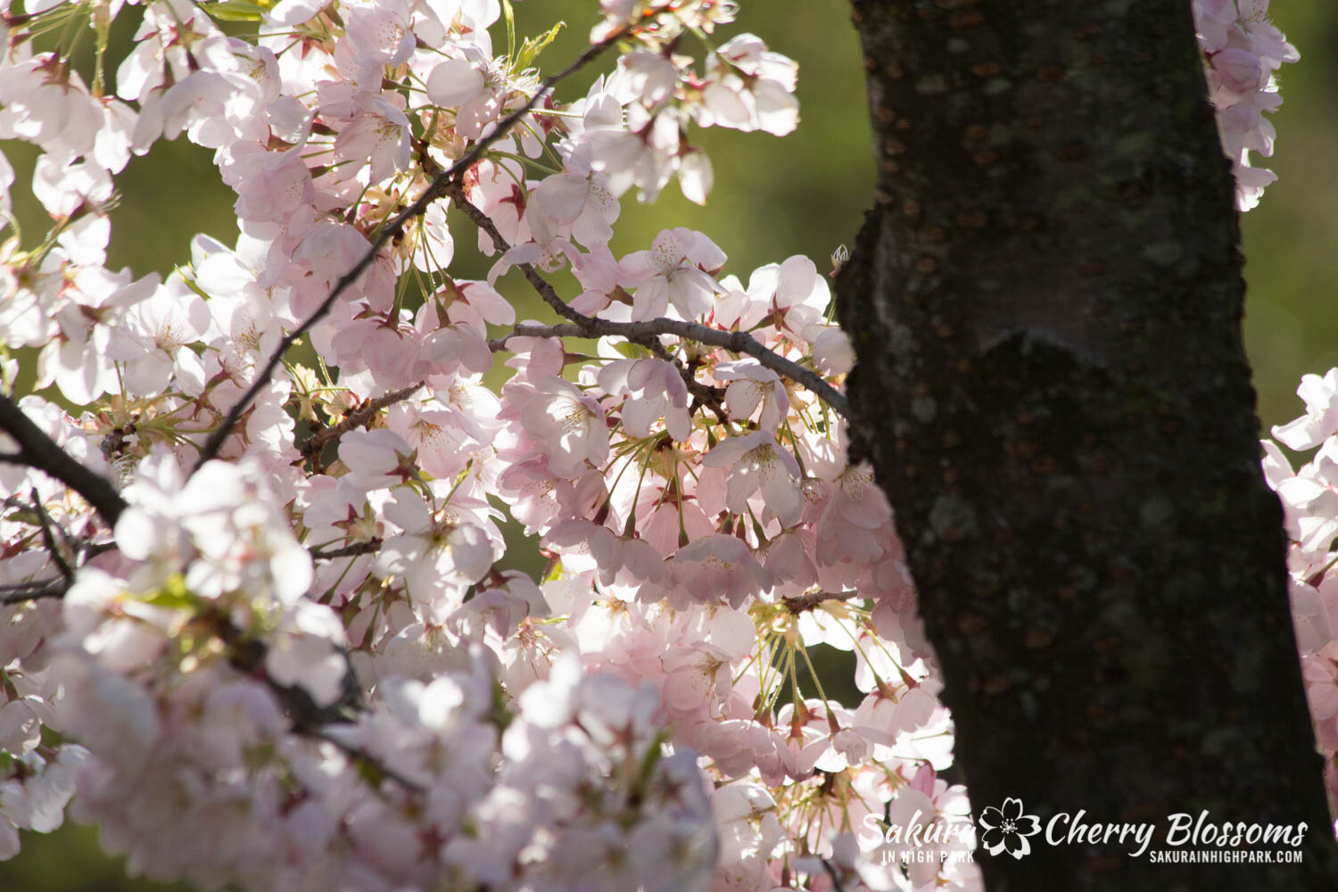  Sakura // Cherry Blossoms in High Park - April 17, 2012 - www.SakurainHighPark.com 