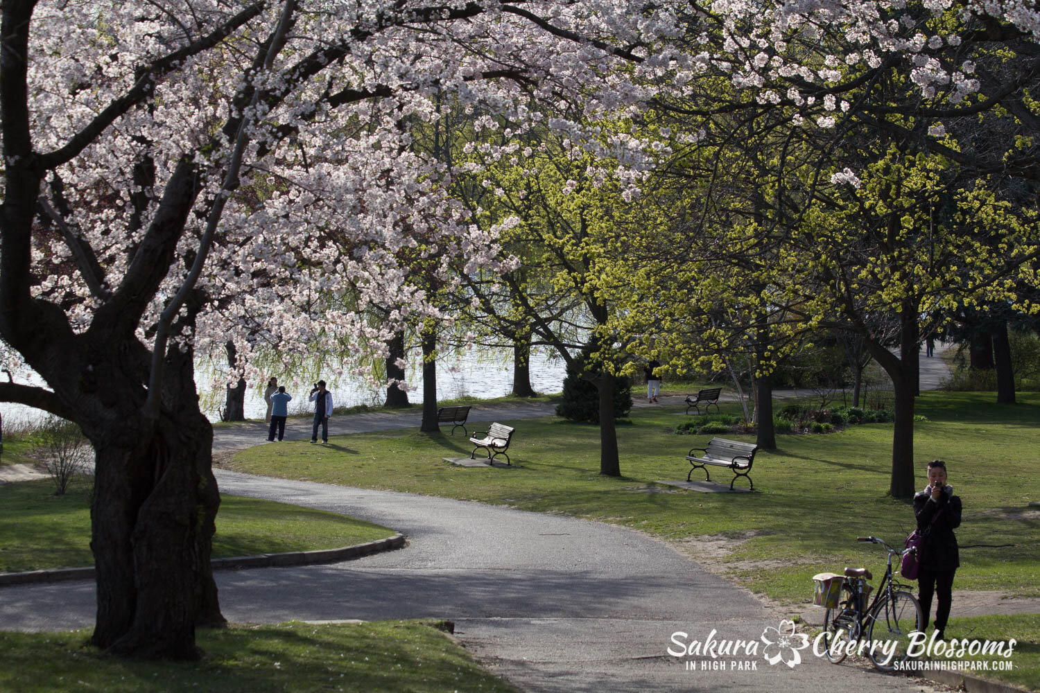  Sakura // Cherry Blossoms in High Park - April 17, 2012 - www.SakurainHighPark.com 