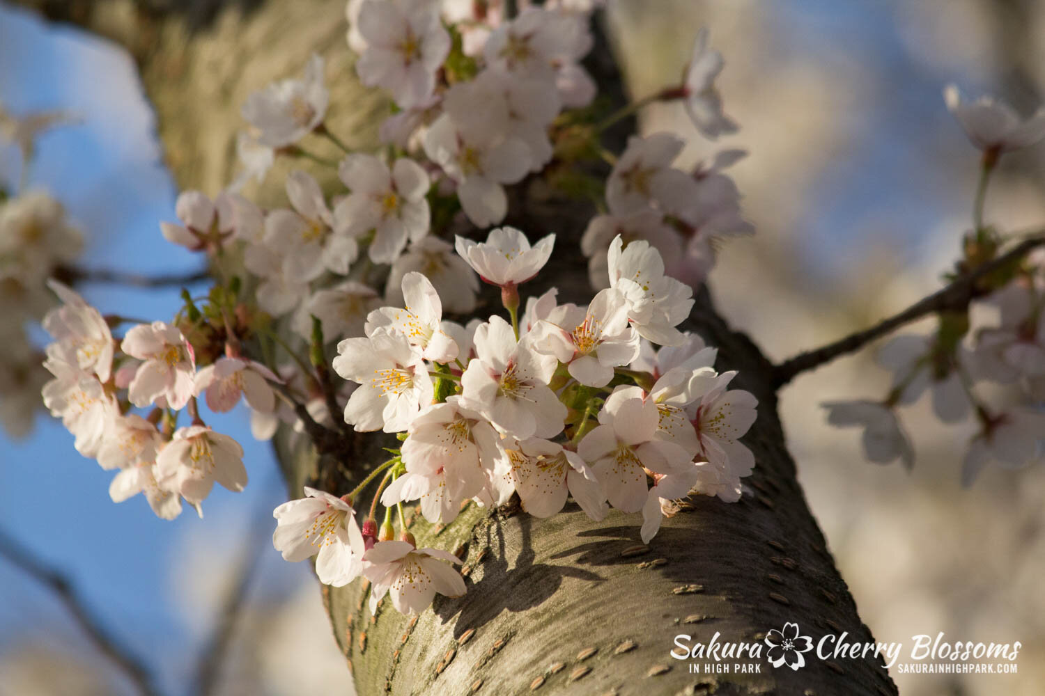  Sakura // Cherry Blossoms in High Park - April 16, 2012 - www.SakurainHighPark.com 