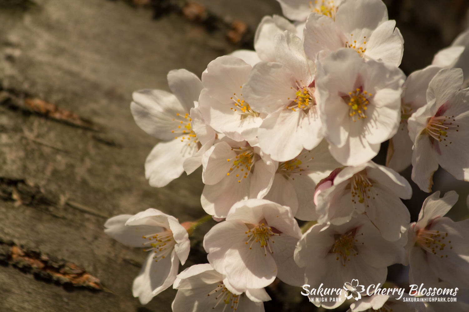  Sakura // Cherry Blossoms in High Park - April 16, 2012 - www.SakurainHighPark.com 