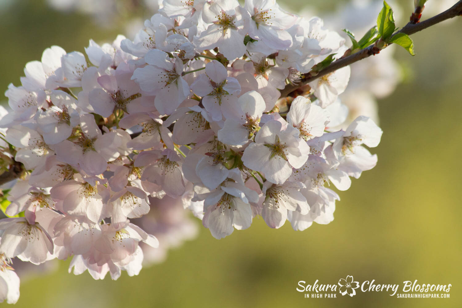  Sakura // Cherry Blossoms in High Park - April 16, 2012 - www.SakurainHighPark.com 