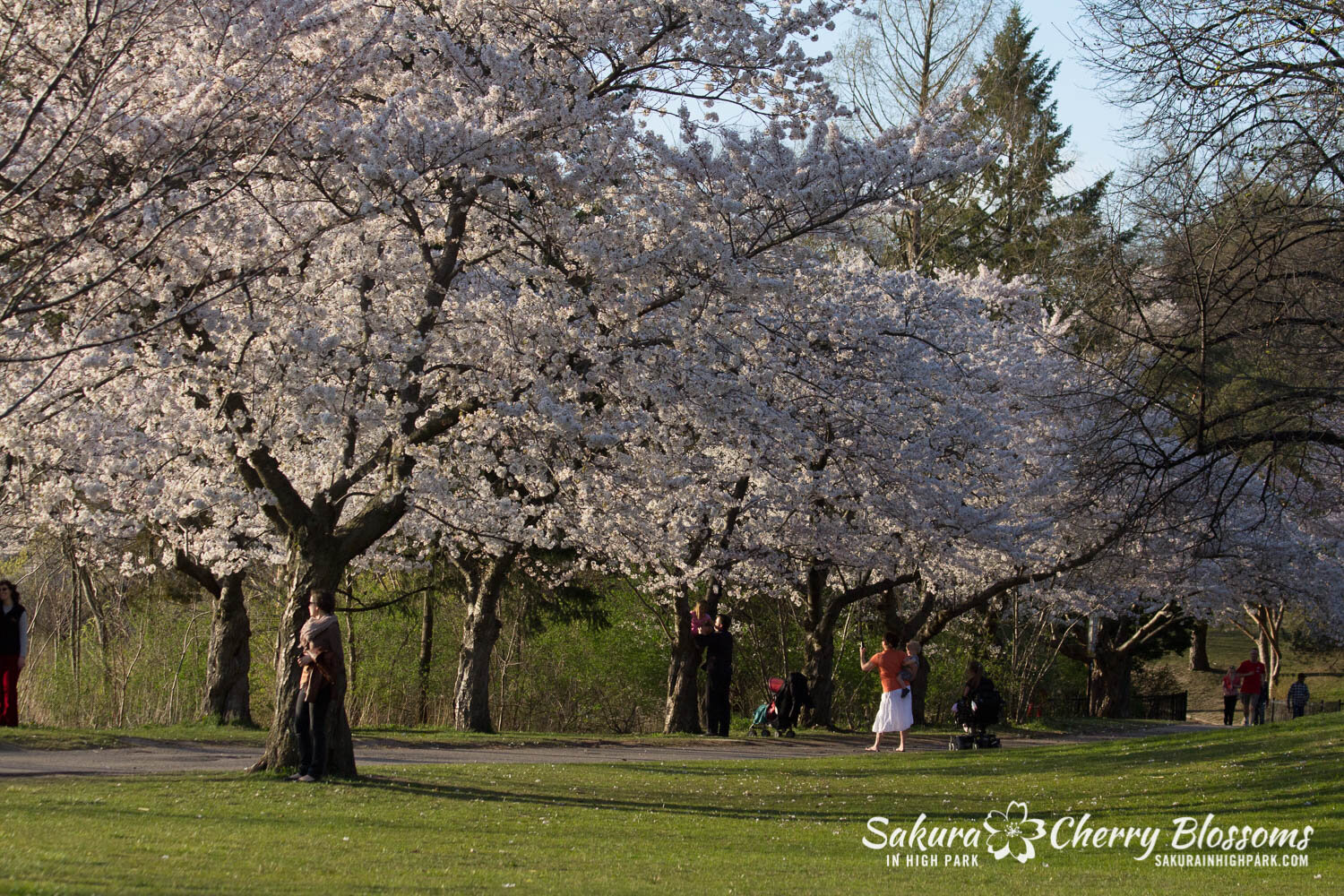  Sakura // Cherry Blossoms in High Park - April 16, 2012 - www.SakurainHighPark.com 