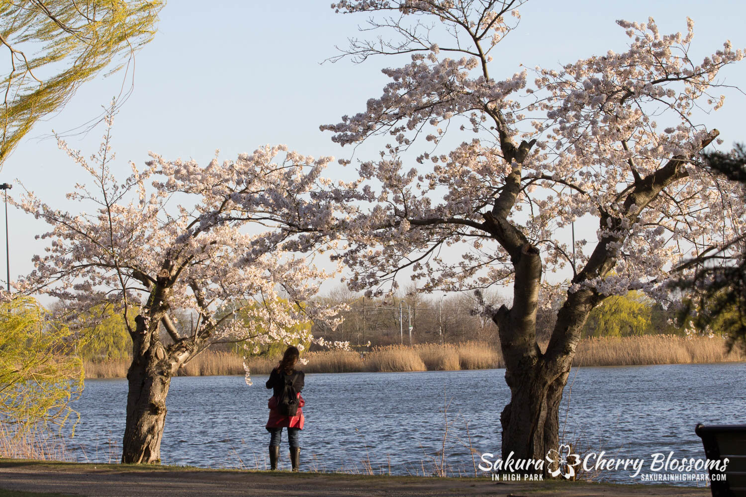  Sakura // Cherry Blossoms in High Park - April 16, 2012 - www.SakurainHighPark.com 