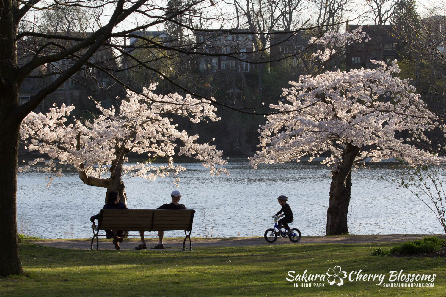  Sakura // Cherry Blossoms in High Park - April 16, 2012 - www.SakurainHighPark.com 