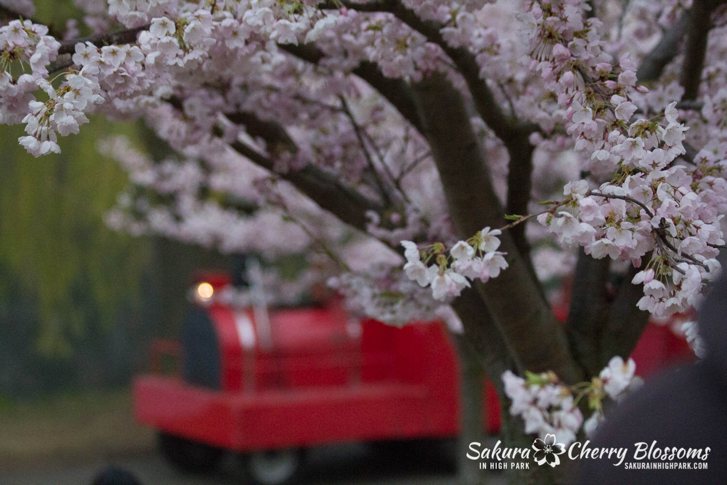  Sakura // Cherry Blossoms in High Park - April 15, 2012 - www.SakurainHighPark.com 