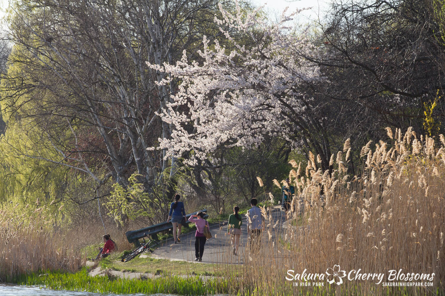  Sakura // Cherry Blossoms in High Park - April 16, 2012 - www.SakurainHighPark.com 