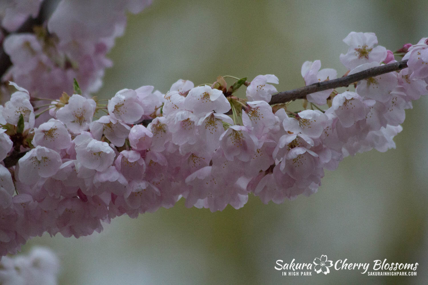  Sakura // Cherry Blossoms in High Park - April 15, 2012 - www.SakurainHighPark.com 