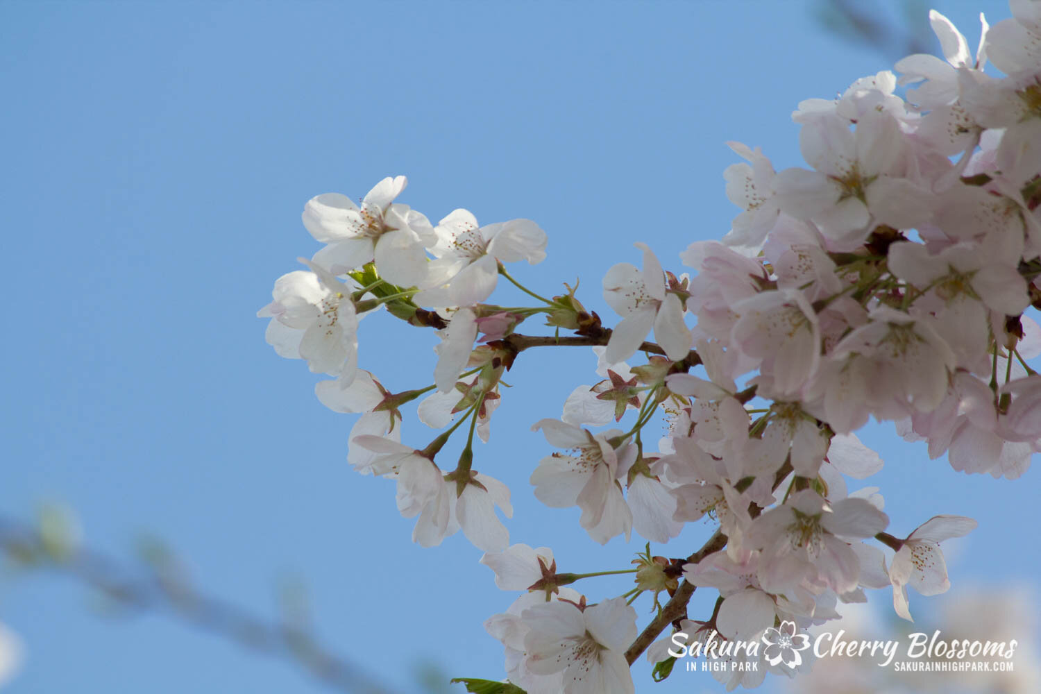  Sakura // Cherry Blossoms in High Park - April 17, 2012 - www.SakurainHighPark.com 