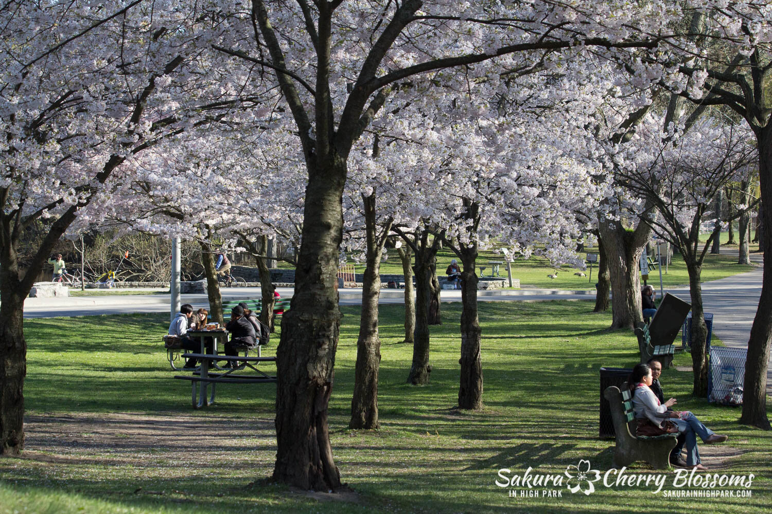  Sakura // Cherry Blossoms in High Park - April 18, 2012 - www.SakurainHighPark.com 